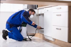 How Often Should You Schedule Pest Control Services?
